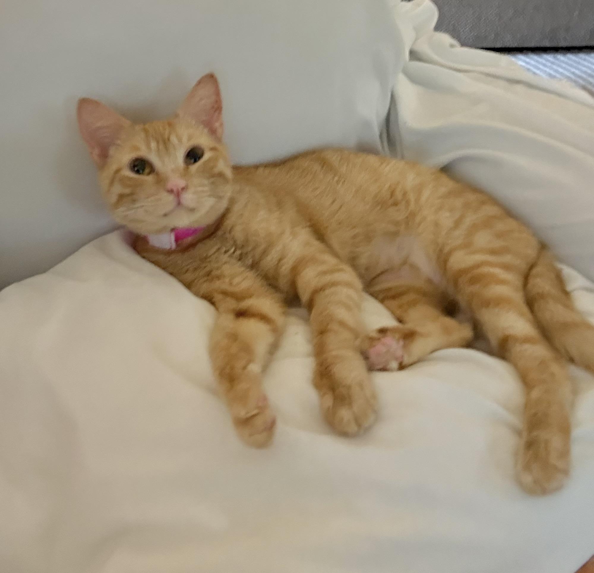 Shug, a Adoptable Tabby in Tavares, FL image 4/6