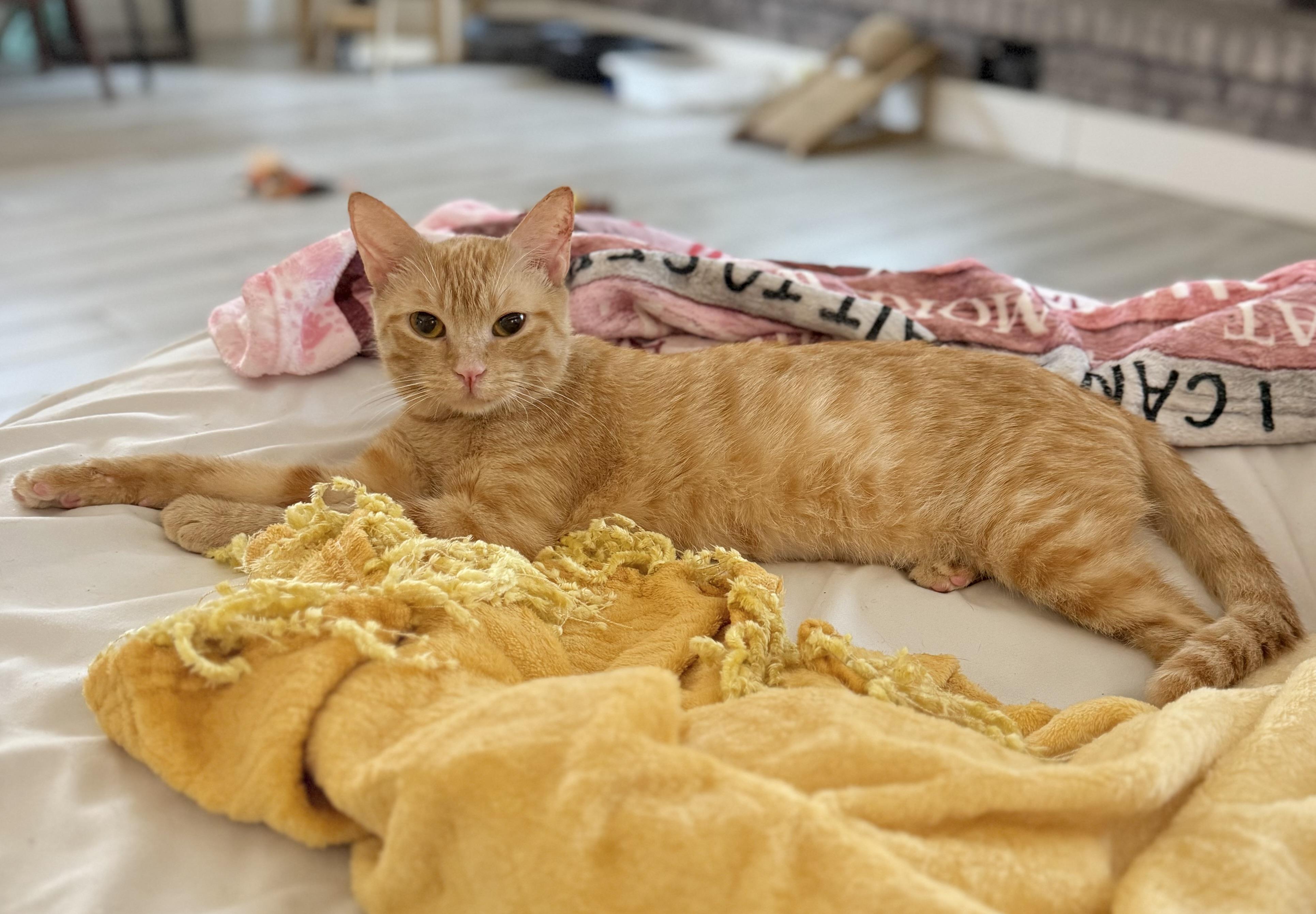 Shug, a Adoptable Tabby in Tavares, FL image 6/6