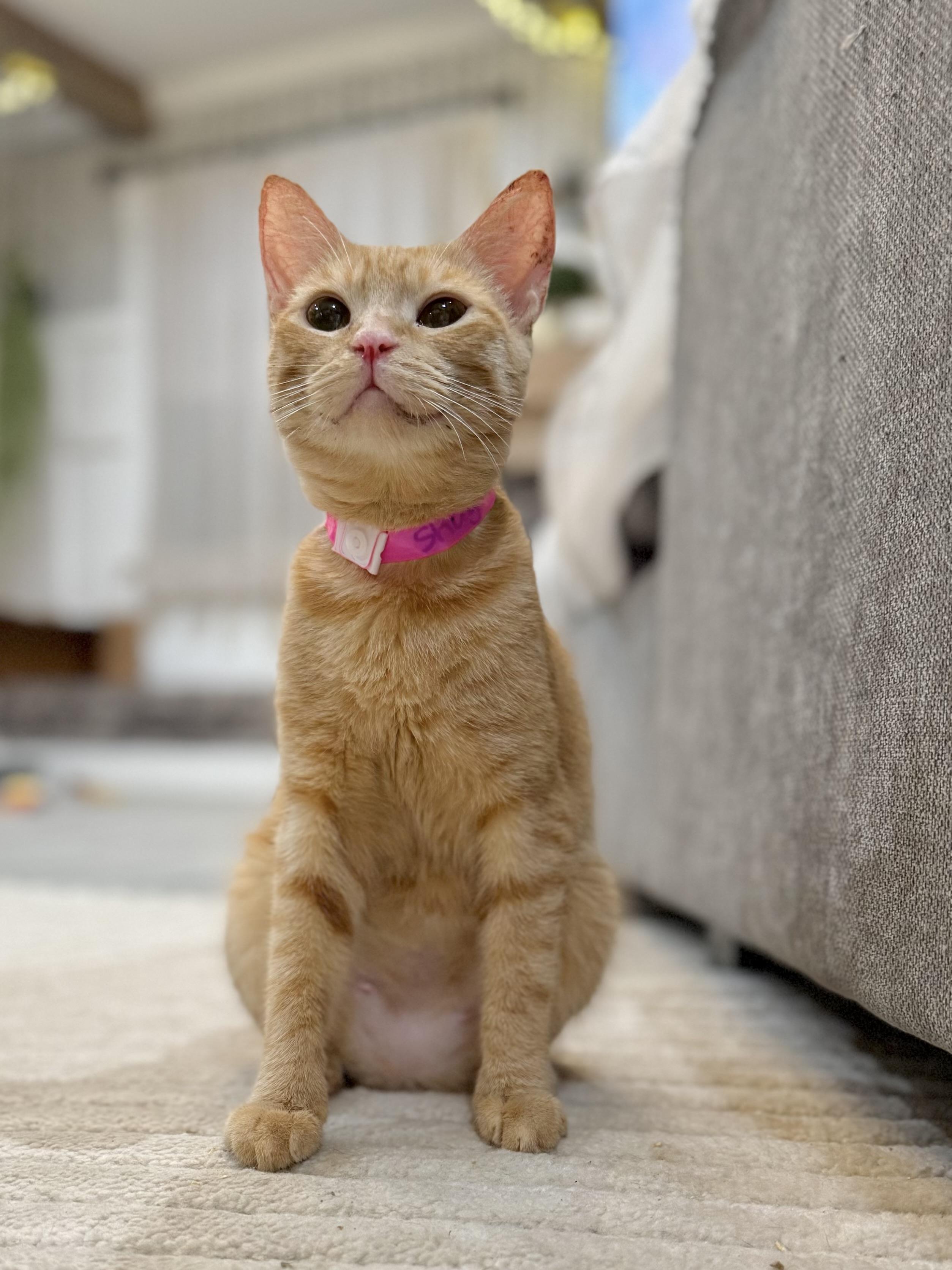 Shug, a Adoptable Tabby in Tavares, FL image 3/6