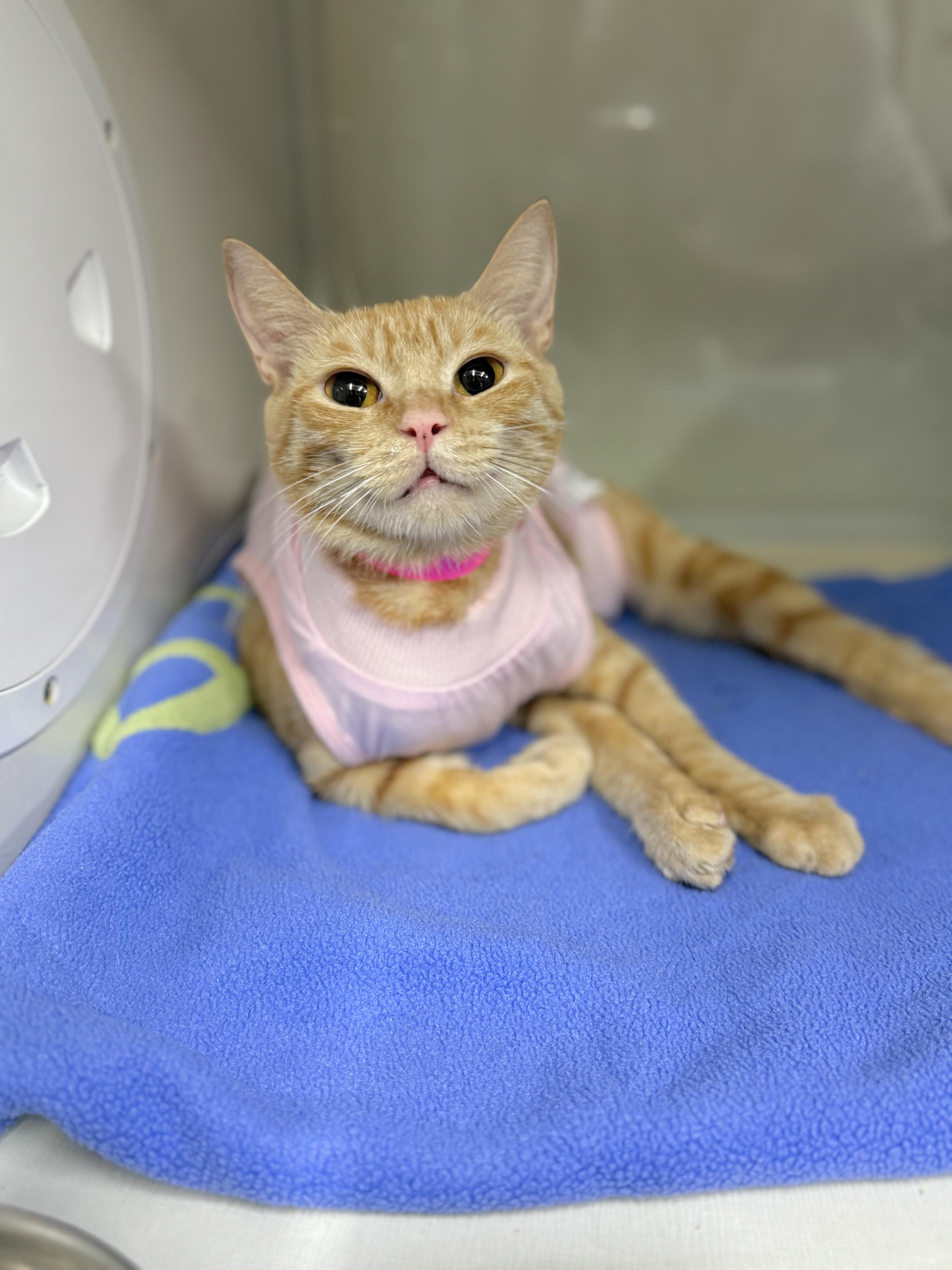 Shug, a Adoptable Tabby in Tavares, FL image 2/6