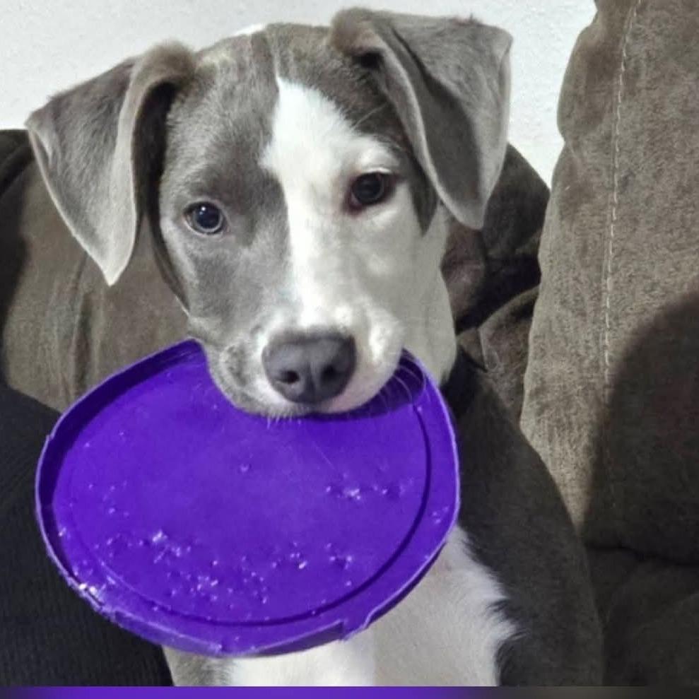 Gravy - Wright City Litter _2, Adoptable, Young Male Border Collie & Labrador Retriever.