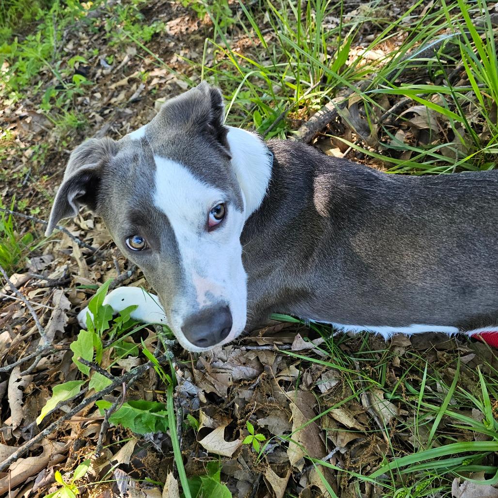 Gravy - Wright City Litter _2, a Adoptable mixed breed in Festus, MO image 2/4