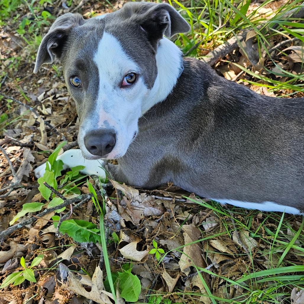 Gravy - Wright City Litter _2, a Adoptable mixed breed in Festus, MO image 3/4