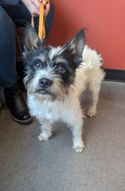 Ohno, Adoptable, Adult Male Scottish Terrier & Mixed Breed.