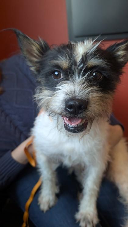 Enlarge Ohno, a Adoptable mixed breed in Wichita, KS image 3/3