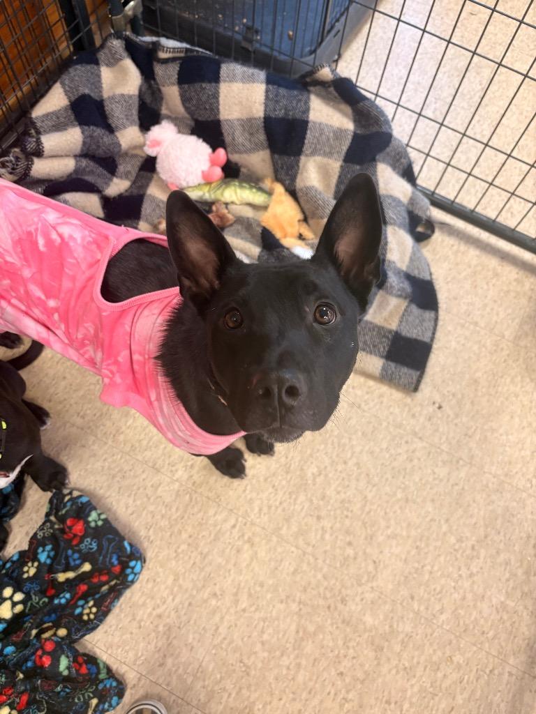 Piper, Adoptable, Young Female Cattle Dog & Labrador Retriever.