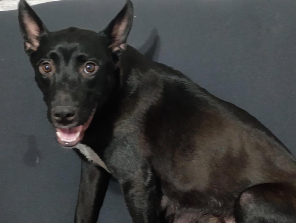 Enlarge Piper, a Adoptable mixed breed in Heber City, UT image 2/2