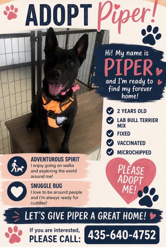 Piper, a Adoptable mixed breed in Heber City, UT image 3/3