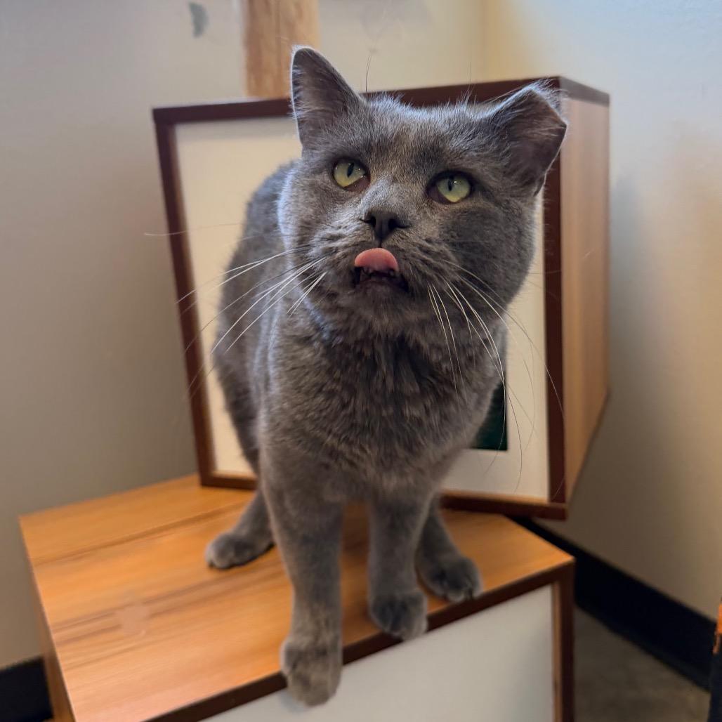 Anchovy, Adoptable, Adult Male Domestic Short Hair.