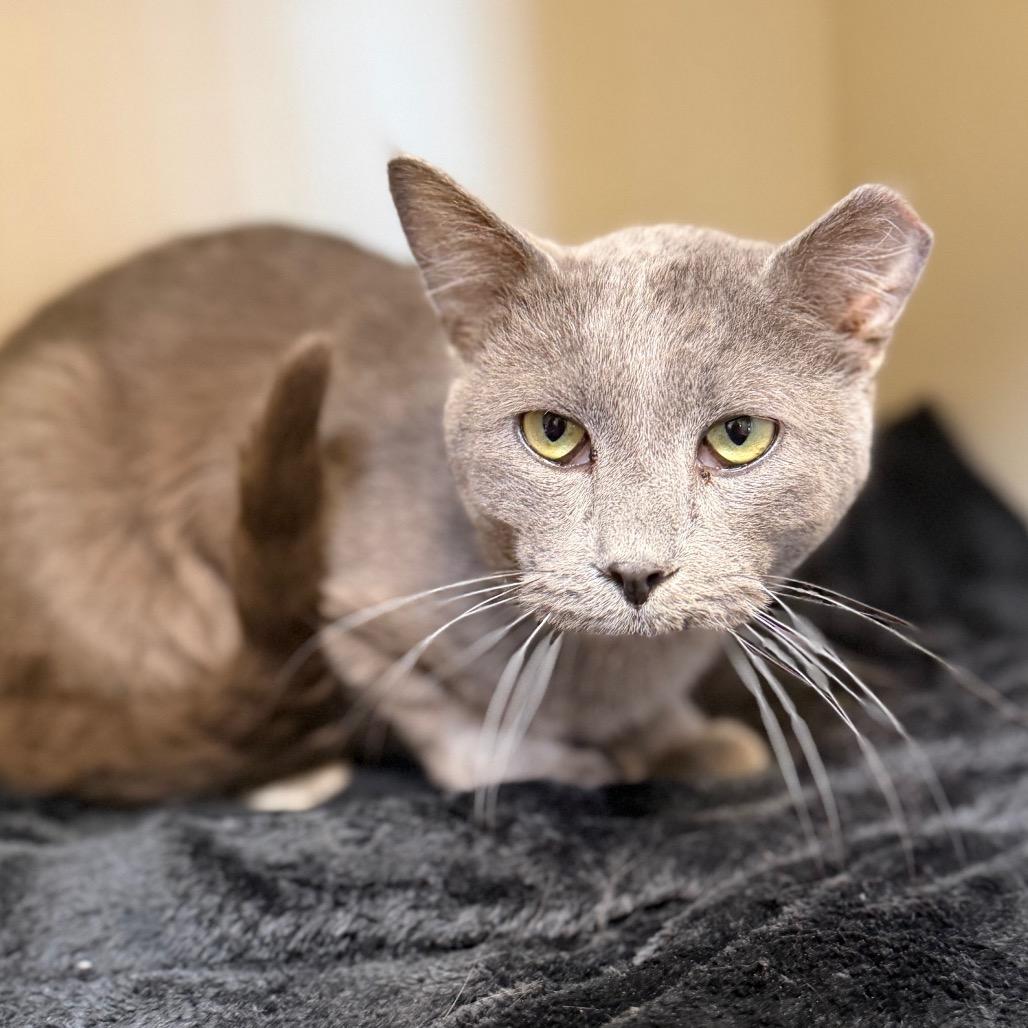 Anchovy, Adoptable, Adult Male Domestic Short Hair.