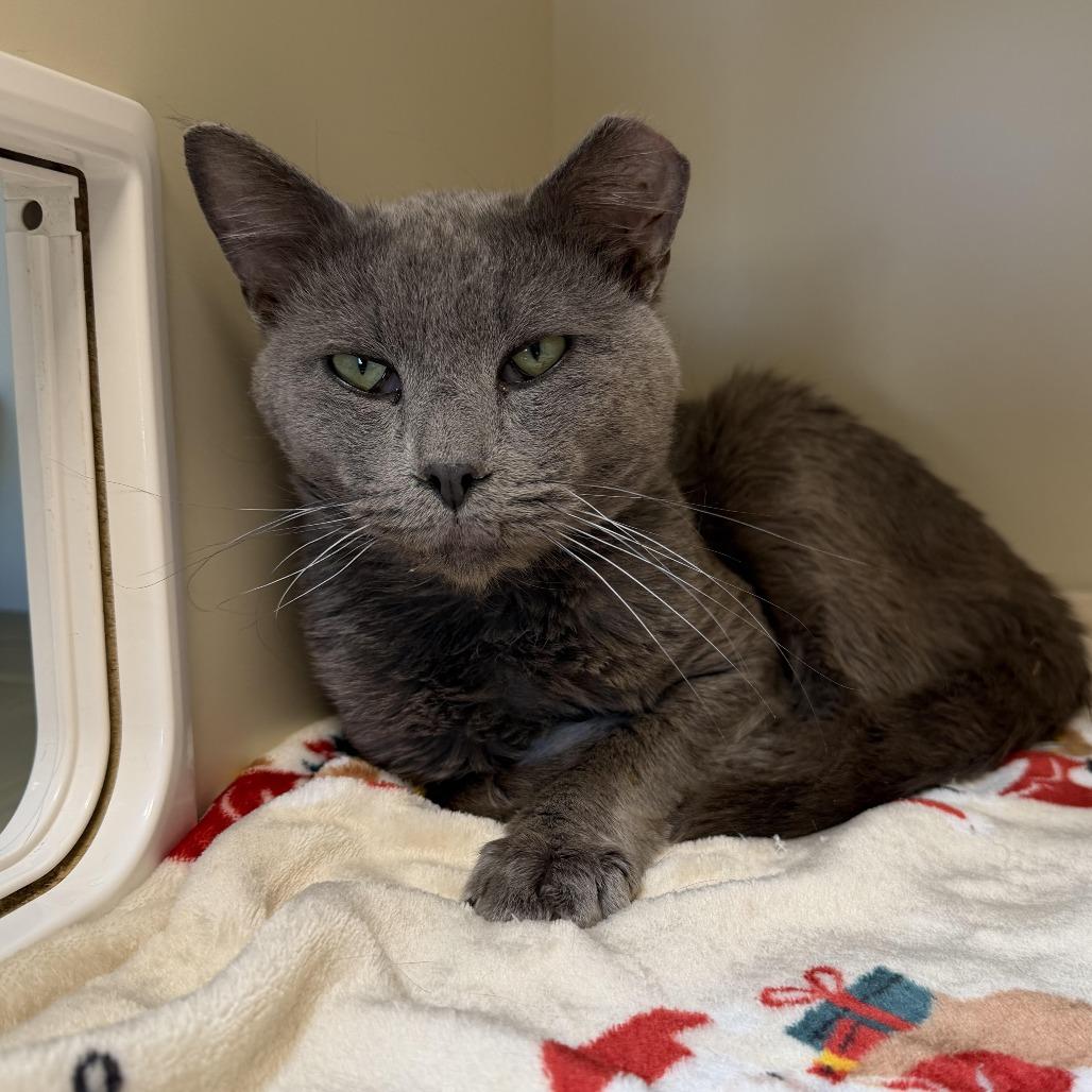 Enlarge Anchovy, a Adoptable Domestic Short Hair in Cody, WY image 2/2