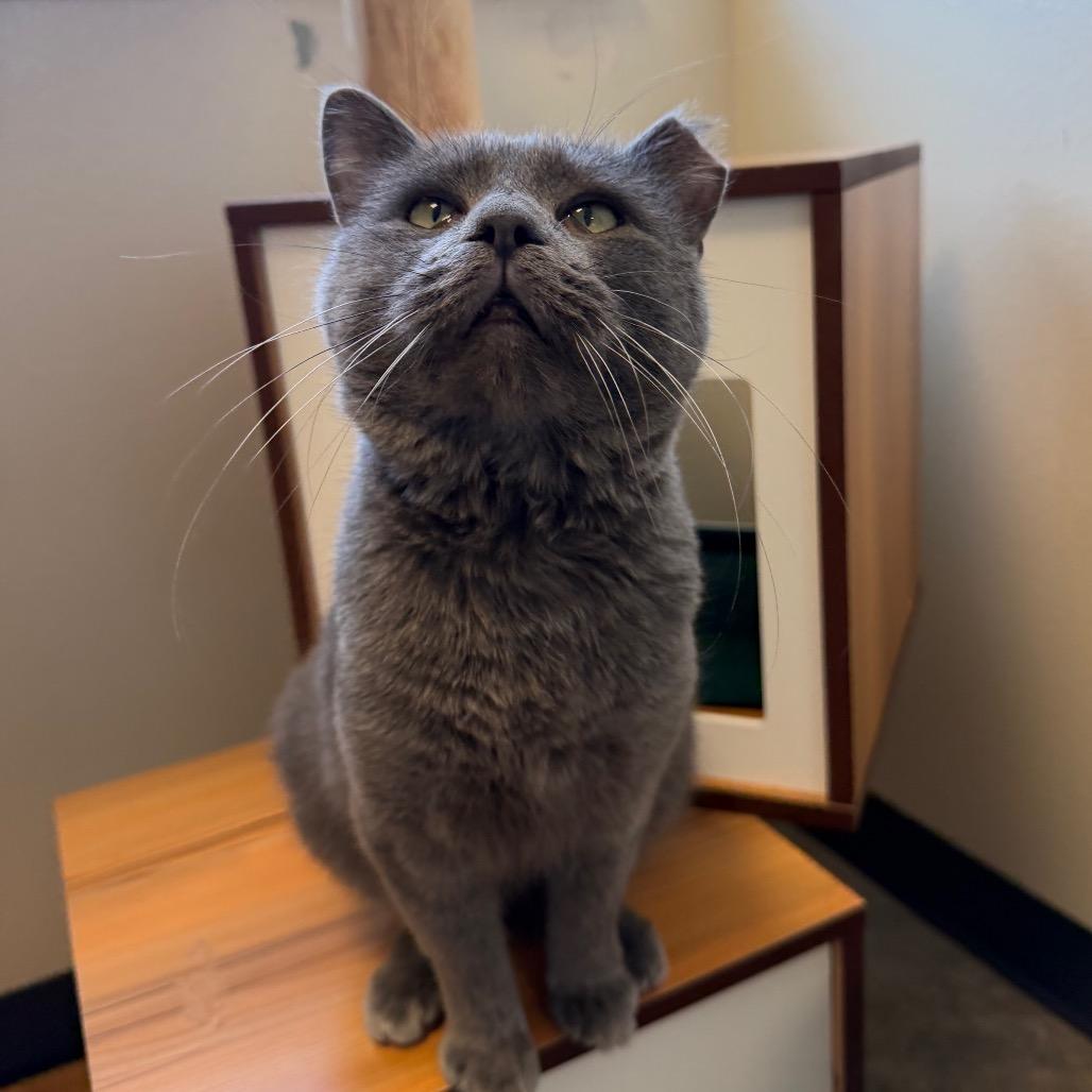 Enlarge Anchovy, a Adoptable Domestic Short Hair in Cody, WY image 4/5