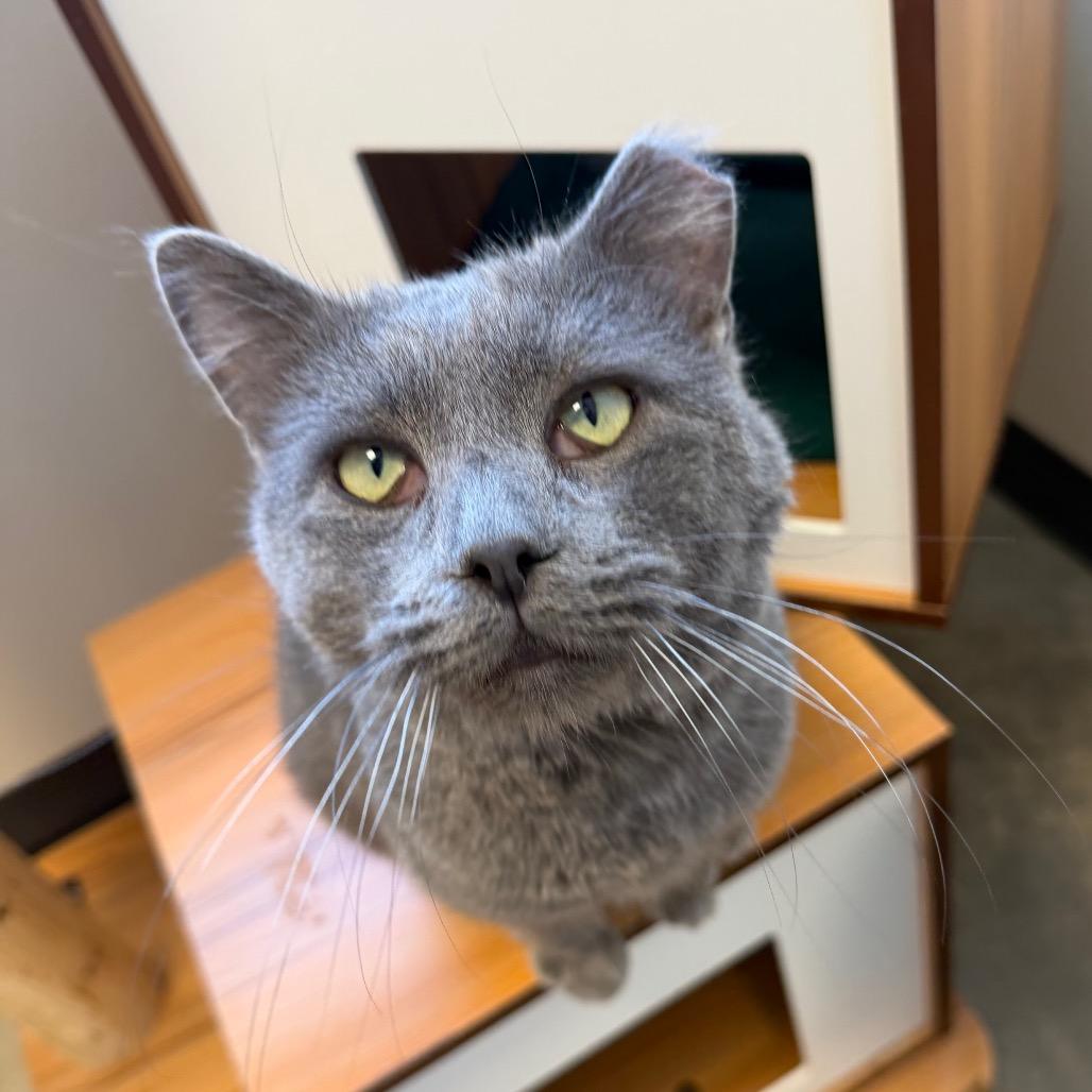 Enlarge Anchovy, a Adoptable Domestic Short Hair in Cody, WY image 5/5