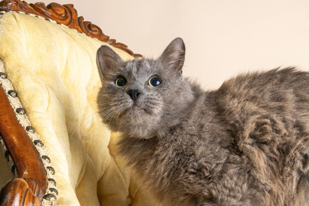 Garfunkle — thumbnail 2