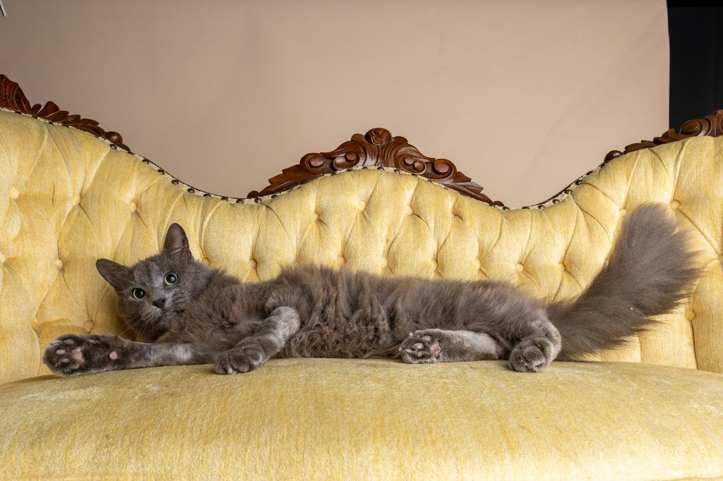 Garfunkle — thumbnail 3