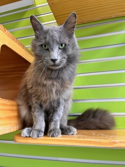 Garfunkle — thumbnail 4