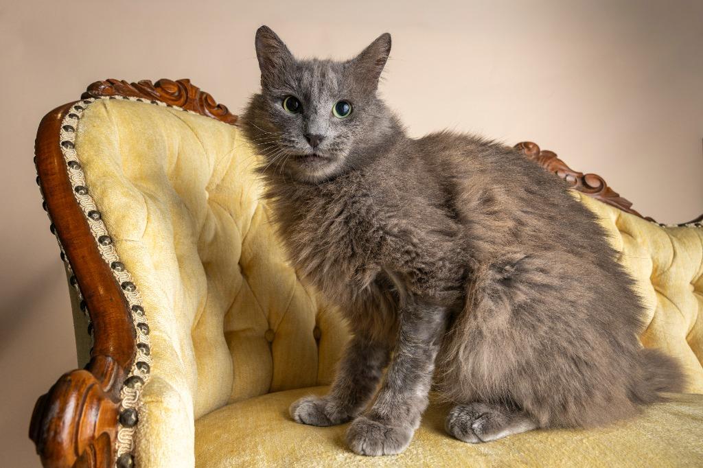 Garfunkle — thumbnail 5