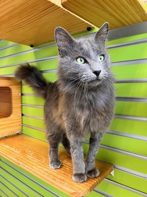 Garfunkle — thumbnail 6