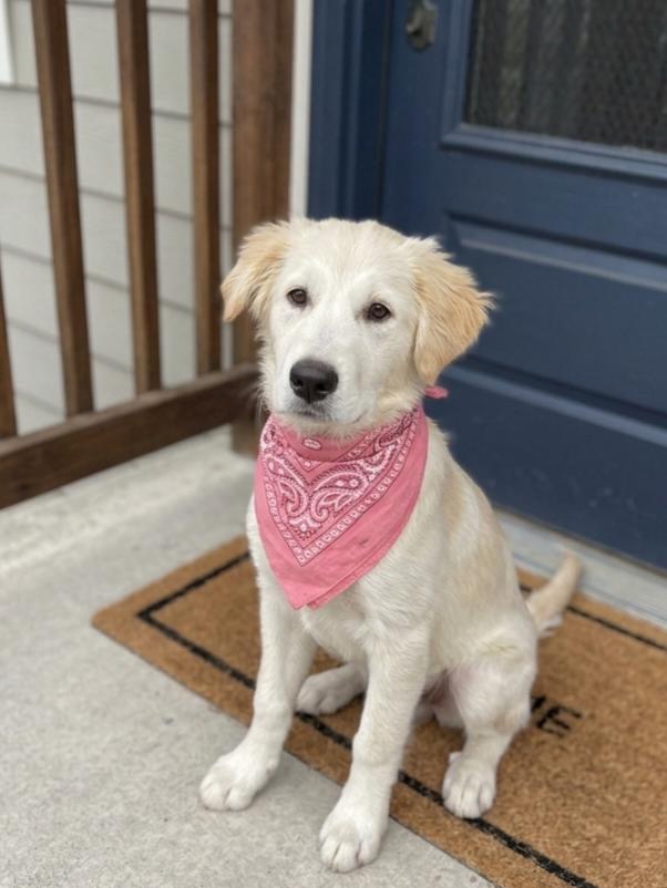 Anna, a ADOPTABLE mixed breed in Temecula, CA image 1/2