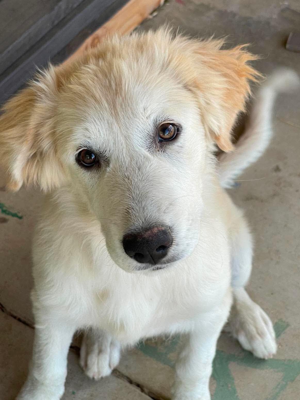 Anna, a ADOPTABLE mixed breed in Temecula, CA image 2/2