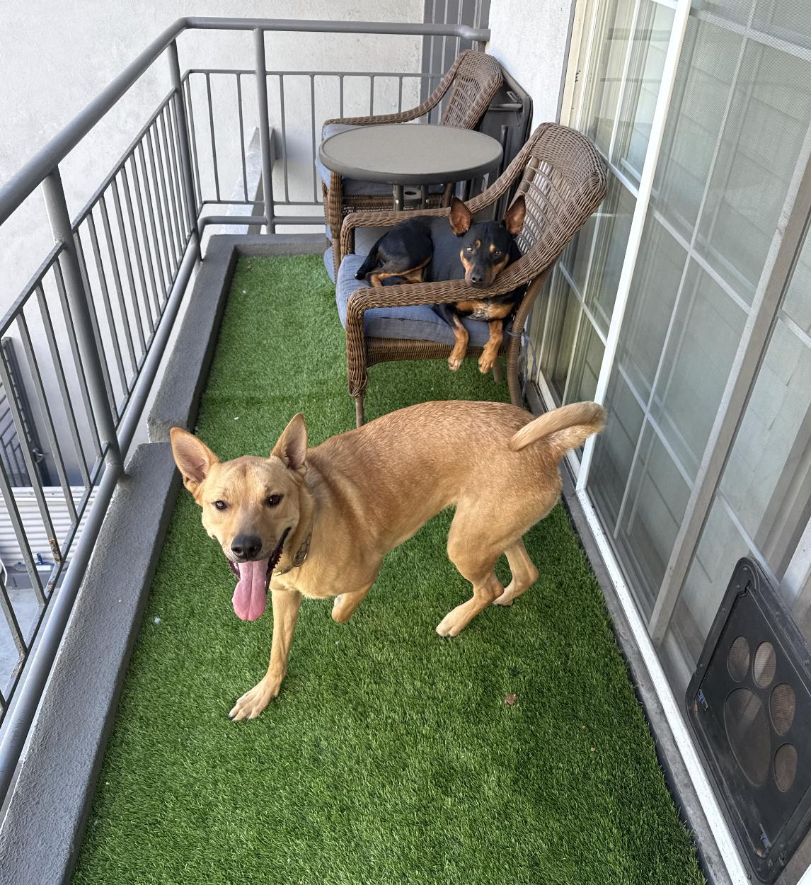 Maggie, Adoptable, Adult Female Shepherd.