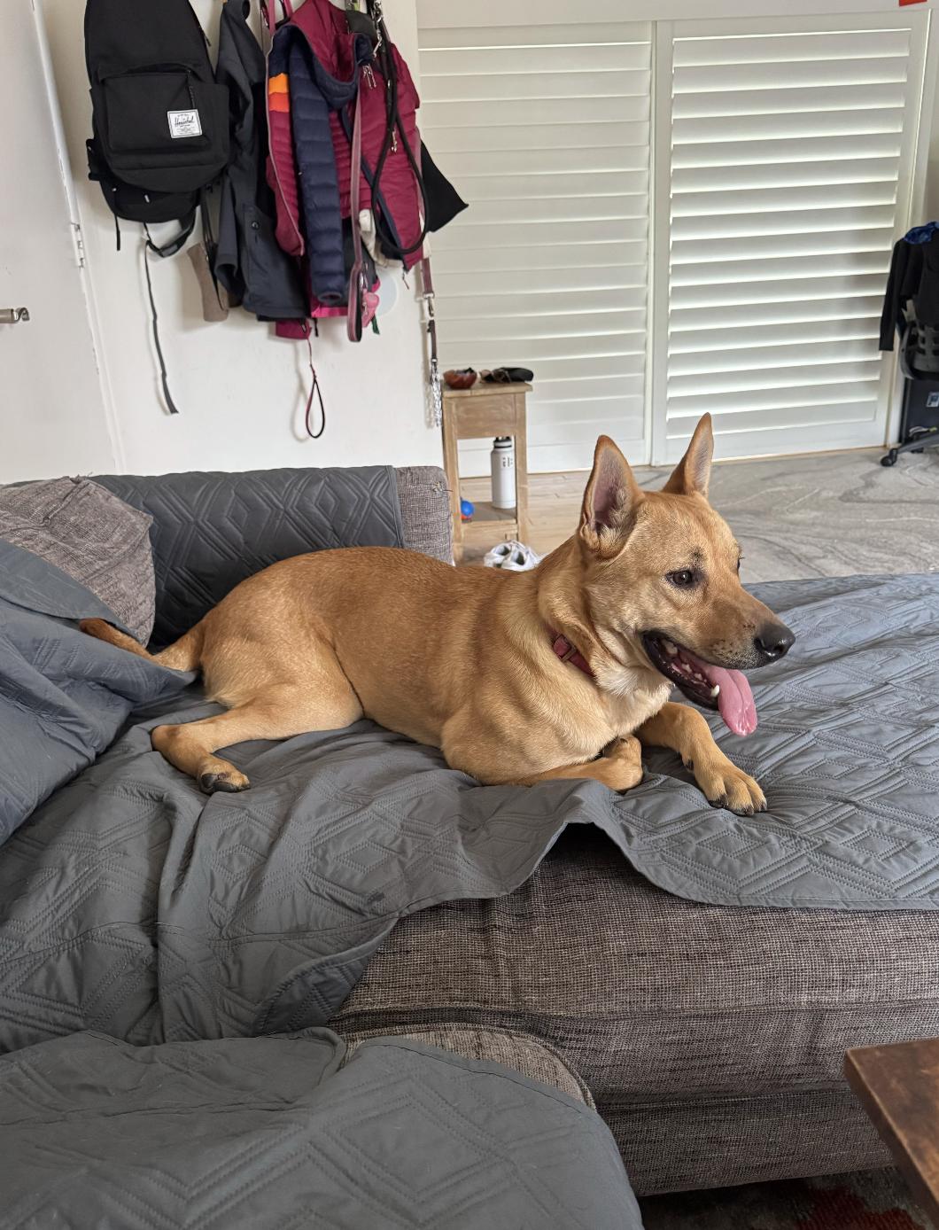 Enlarge Maggie, a Adoptable Shepherd in San Diego, CA image 2/3