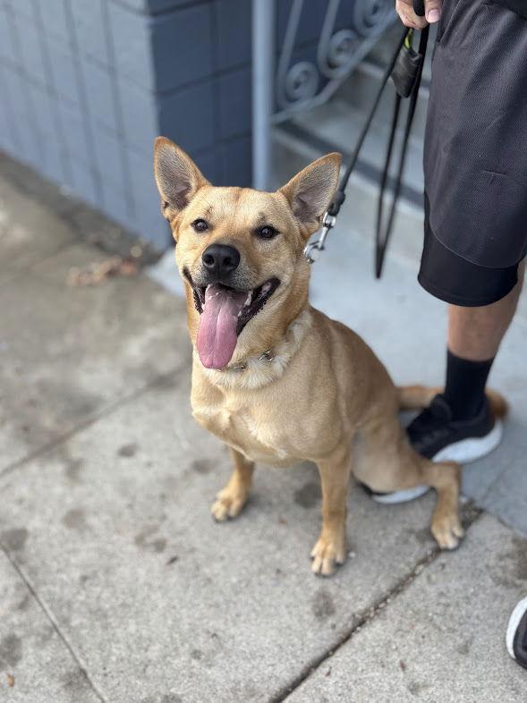 Enlarge Maggie, a Adoptable Shepherd in San Diego, CA image 3/3