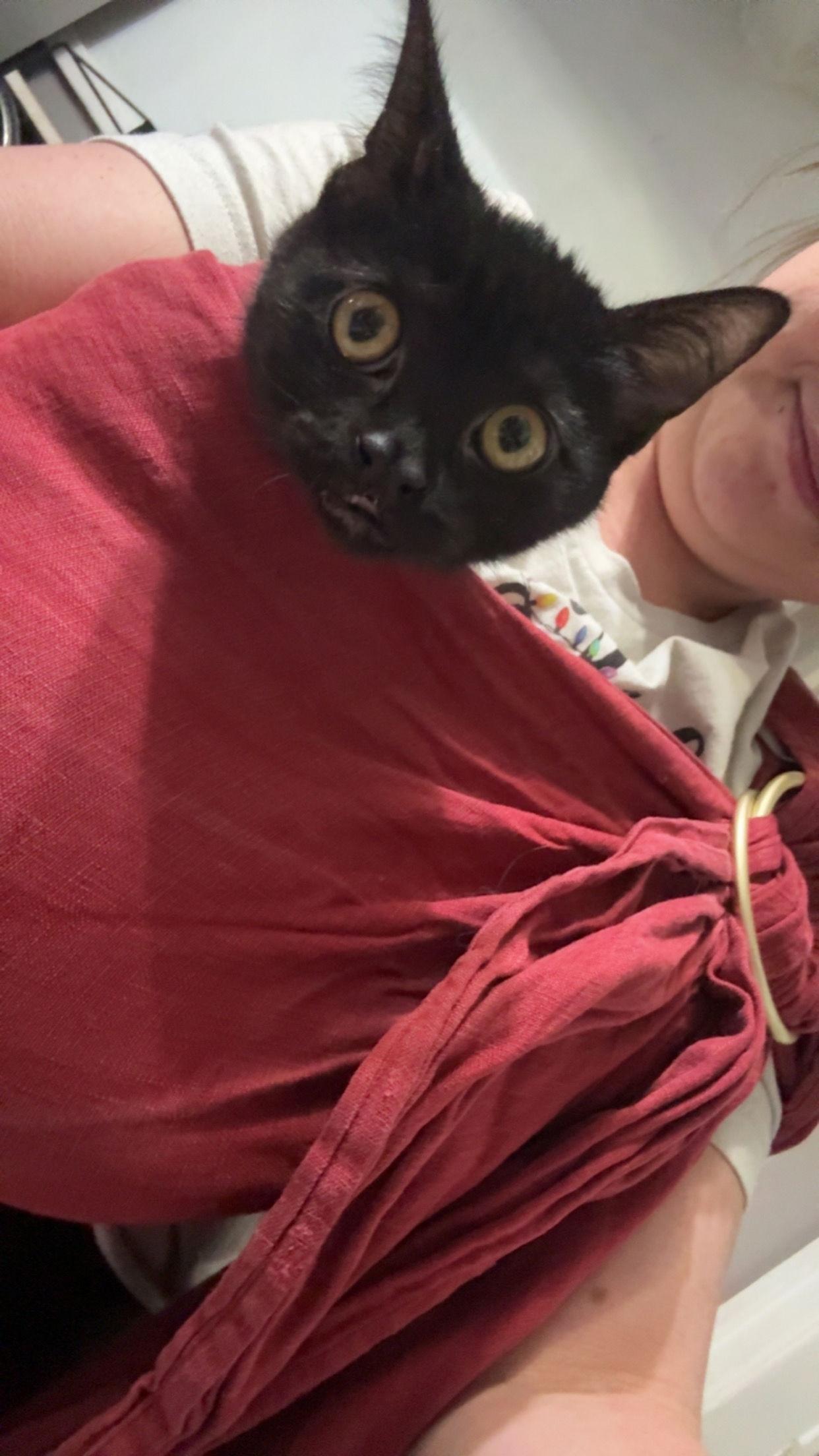 Mavis- JM, Adoptable, Young Female Domestic Short Hair.