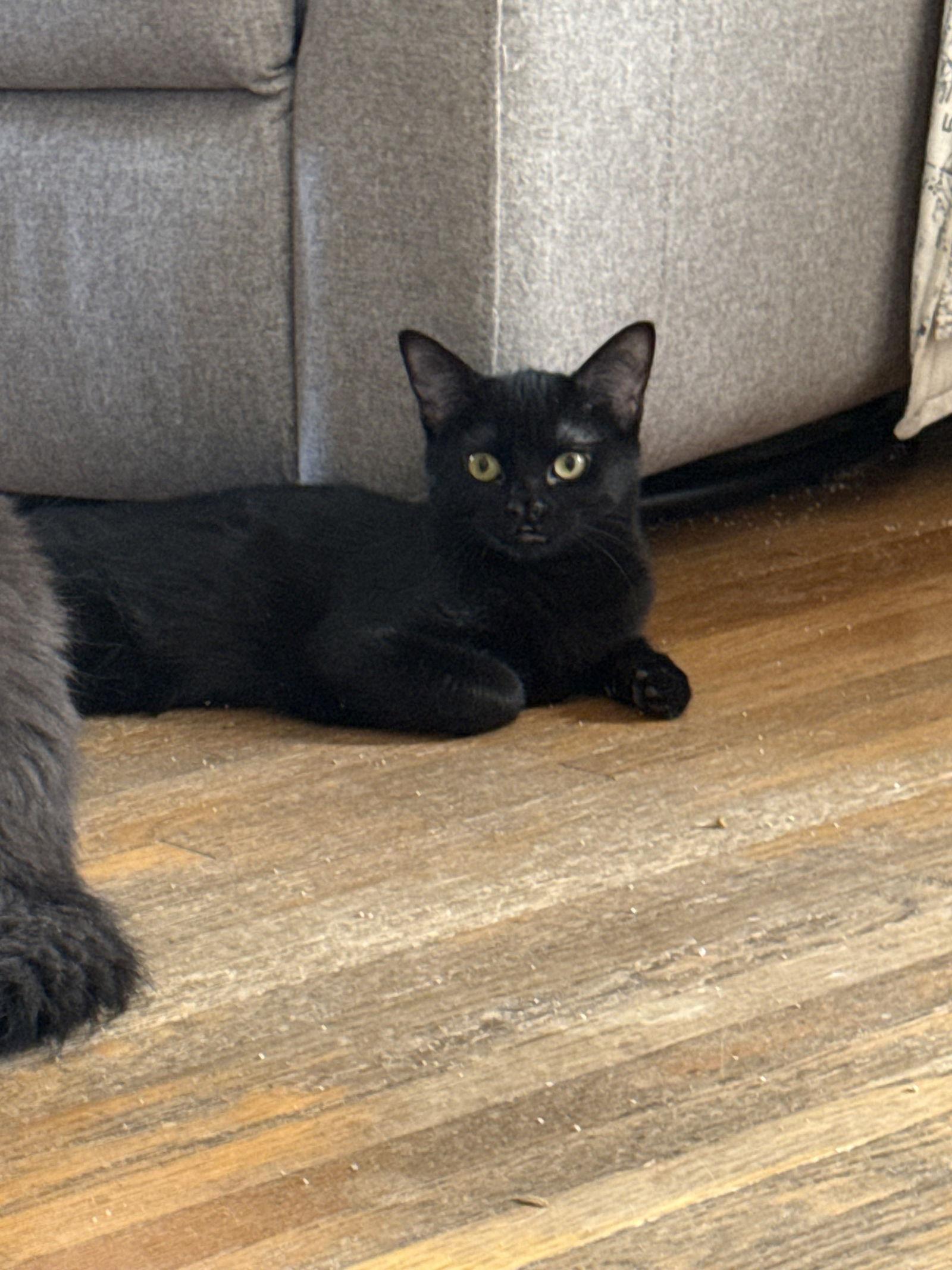 Enlarge Mavis- JM, a Adoptable Domestic Short Hair in Council Bluffs, IA image 2/2