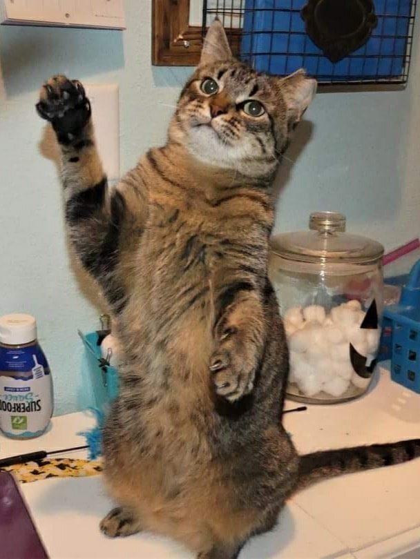 Alicia, Adoptable, Adult Female Domestic Short Hair.