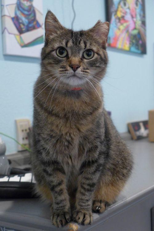 Enlarge Alicia, a Adoptable Domestic Short Hair in New Cumberland, WV image 2/6