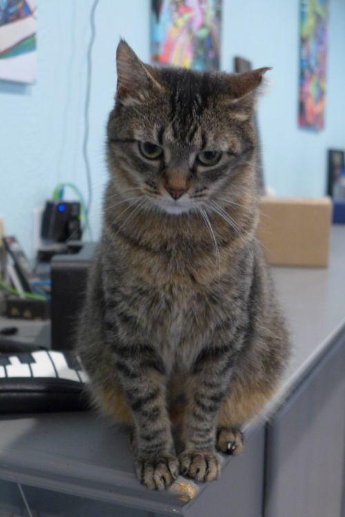 Enlarge Alicia, a Adoptable Domestic Short Hair in New Cumberland, WV image 3/6