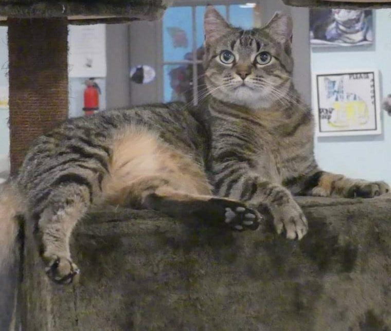 Enlarge Alicia, a Adoptable Domestic Short Hair in New Cumberland, WV image 4/6