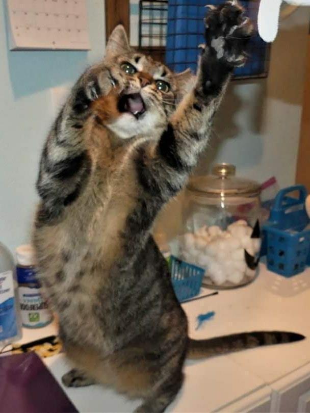 Enlarge Alicia, a Adoptable Domestic Short Hair in New Cumberland, WV image 5/6