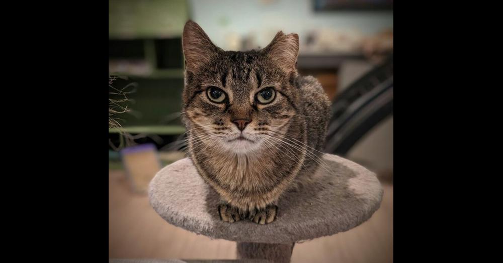 Enlarge Alicia, a Adoptable Domestic Short Hair in New Cumberland, WV image 6/6