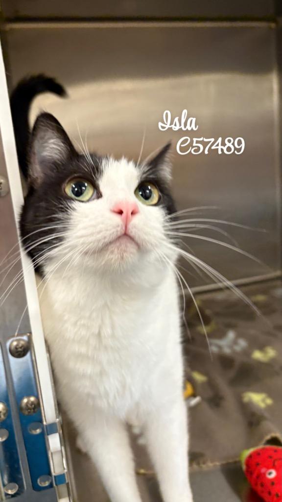 Isla, Adoptable, Adult Female Domestic Short Hair.