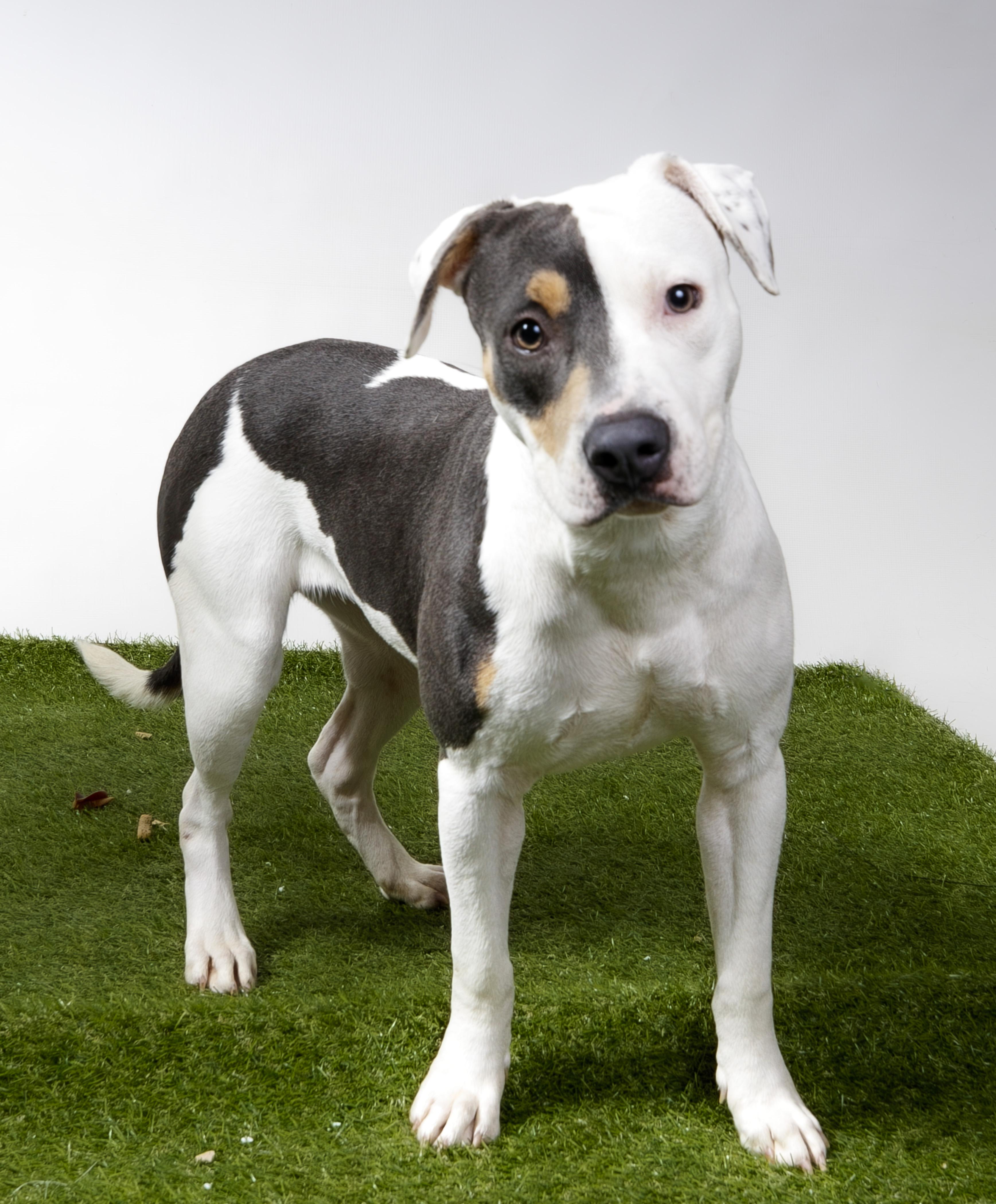 Velvette, Adoptable, Adult Female Pit Bull Terrier.