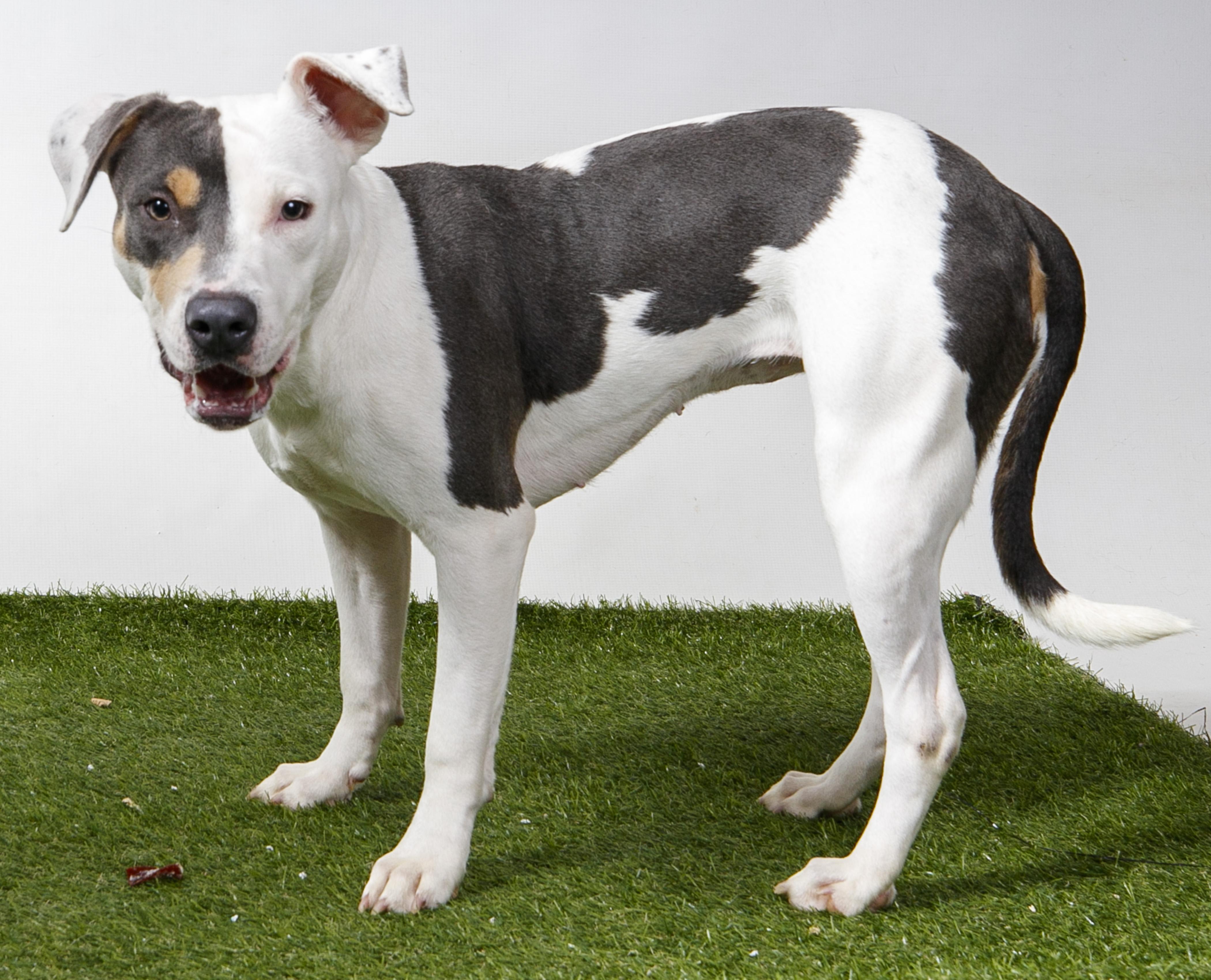 Enlarge Velvette, a Adoptable Pit Bull Terrier in Harvey , LA image 2/2