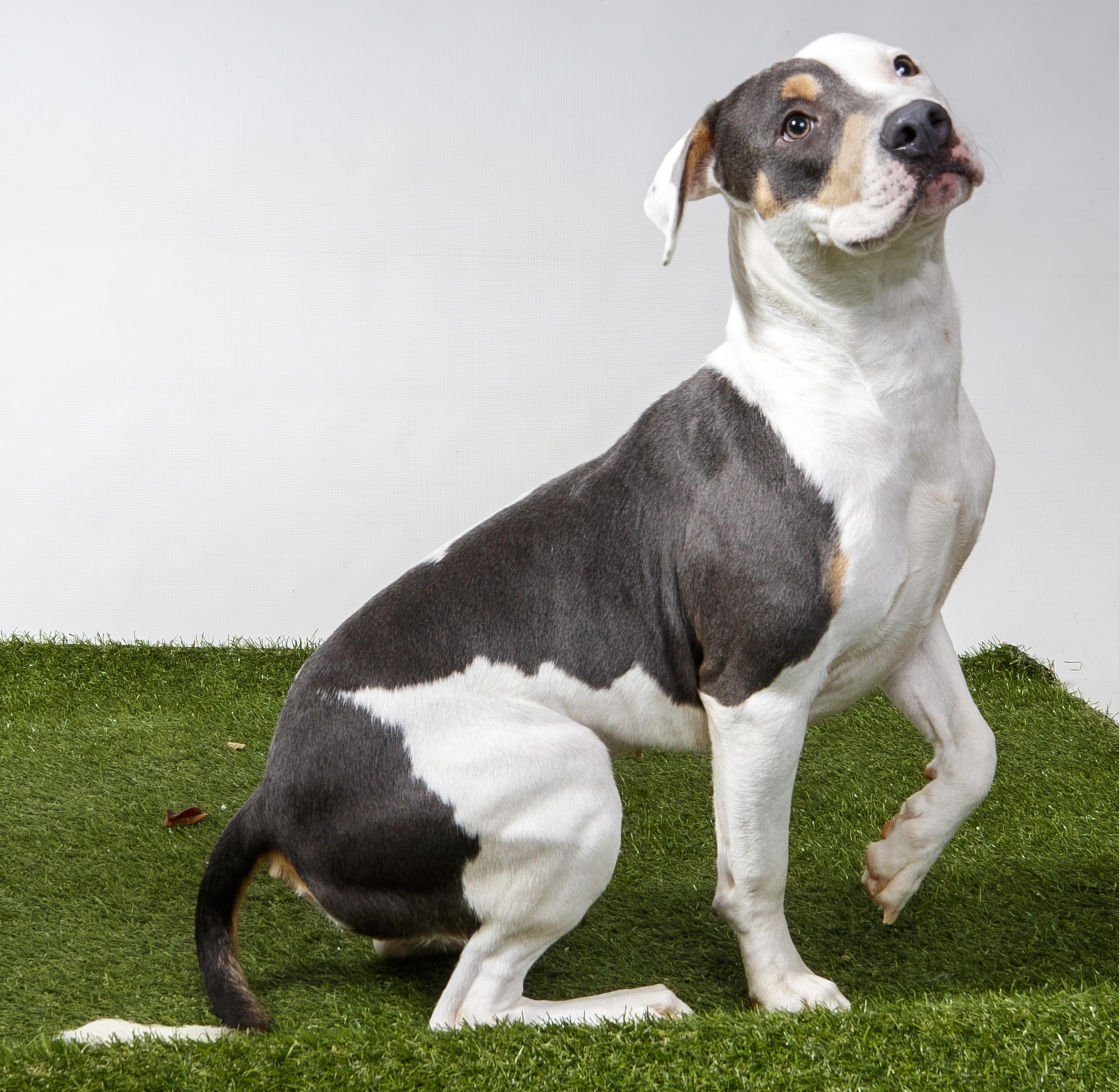 Velvette, Adoptable, Adult Female Pit Bull Terrier.