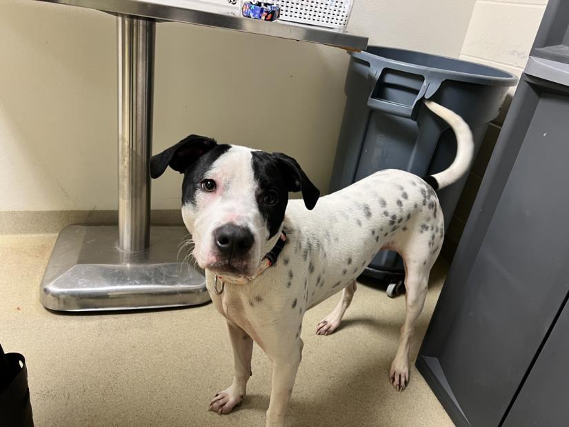 GOOSE, Adoptable, Young Male Dalmatian & Pit Bull Terrier.