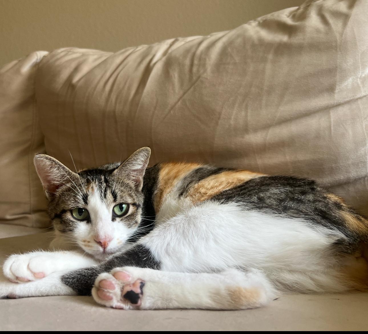 Enlarge Junebug, a Adoptable Calico in Austin, TX image 1/1