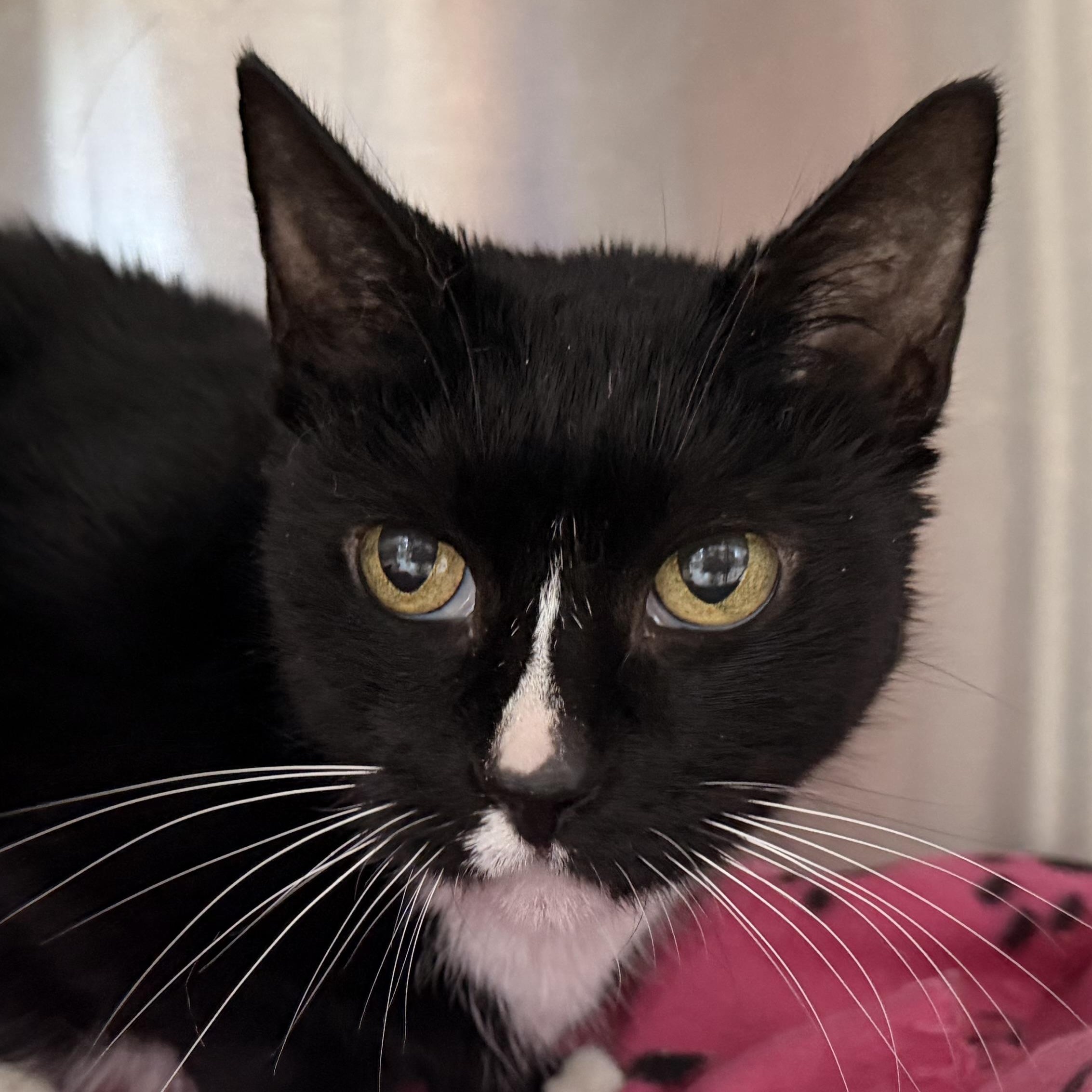 Abbie, Adoptable, Adult Female Domestic Short Hair.