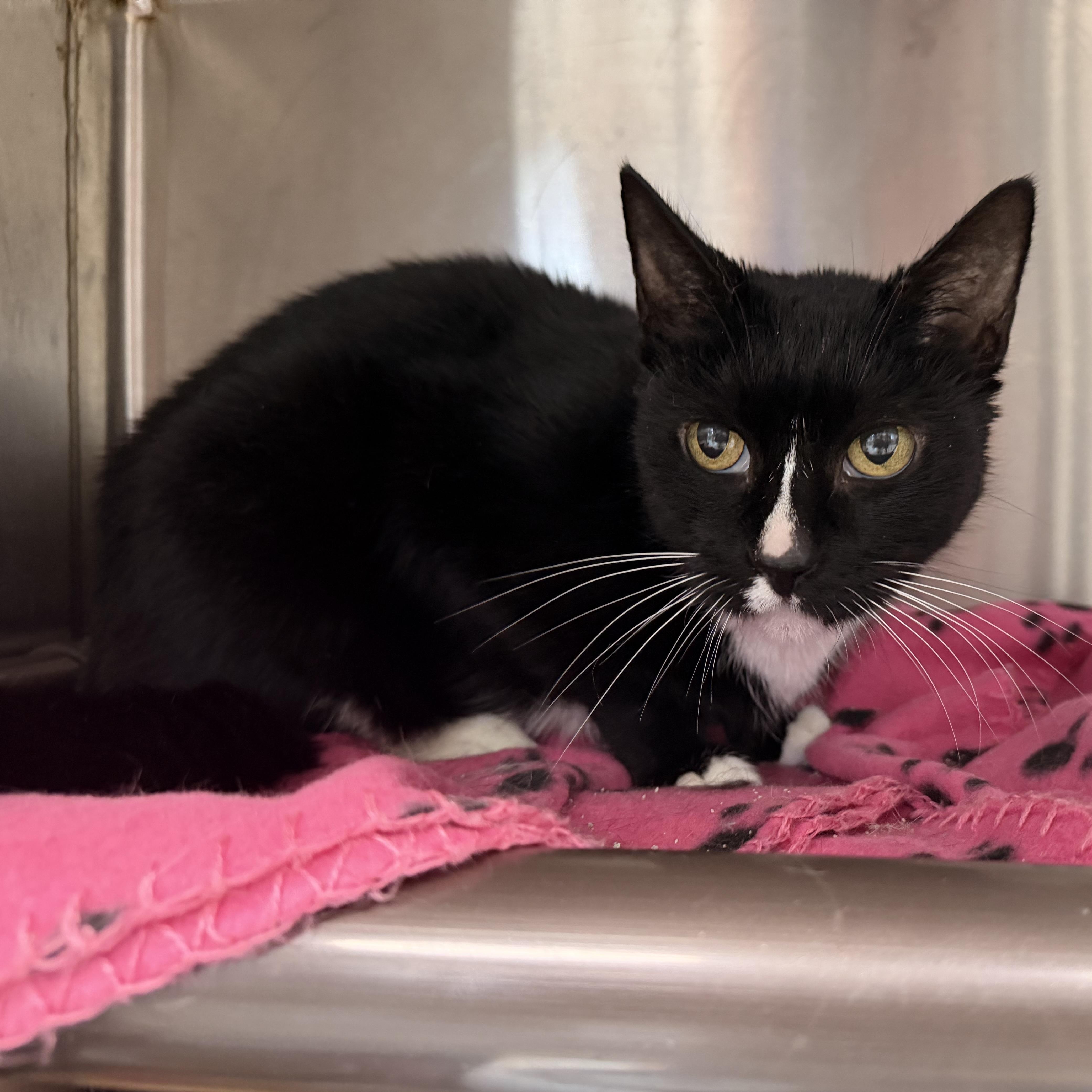 Enlarge Abbie, a Adoptable Domestic Short Hair in Charlestown, RI image 4/4