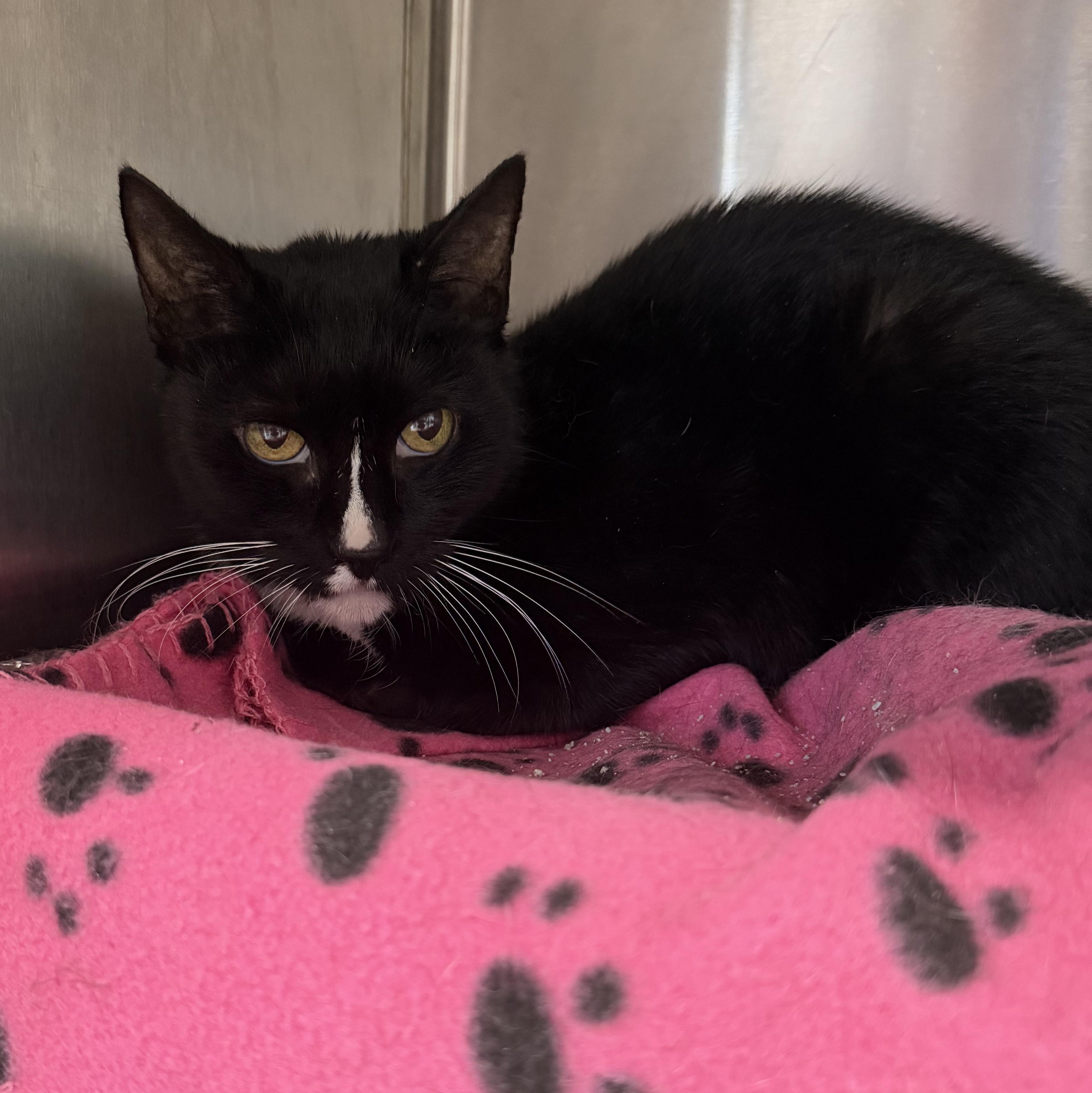 Enlarge Abbie, a Adoptable Domestic Short Hair in Charlestown, RI image 3/4