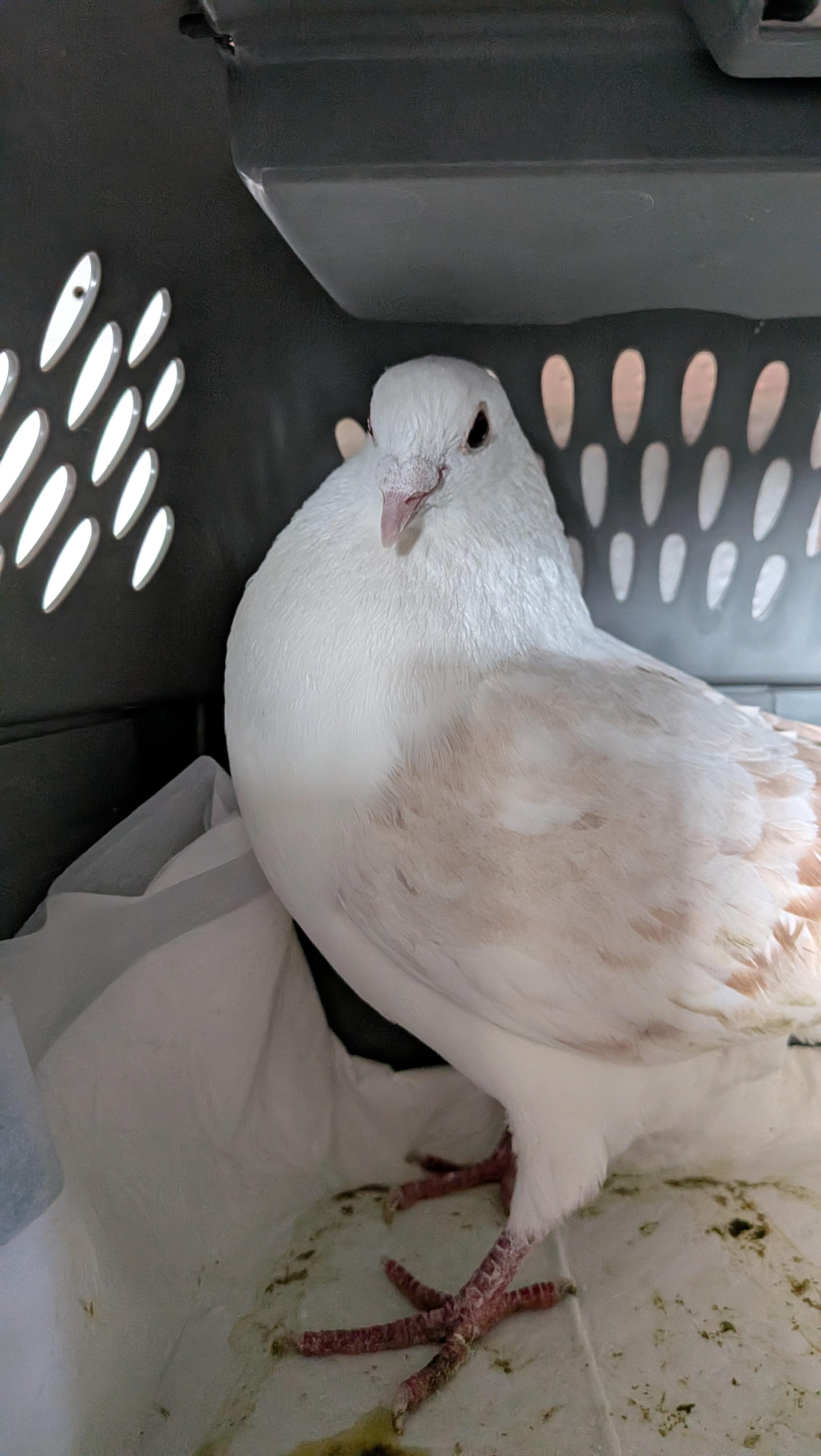 Enlarge Elmore, a Adopted Pigeon in Vernon Center, MN image 3/4