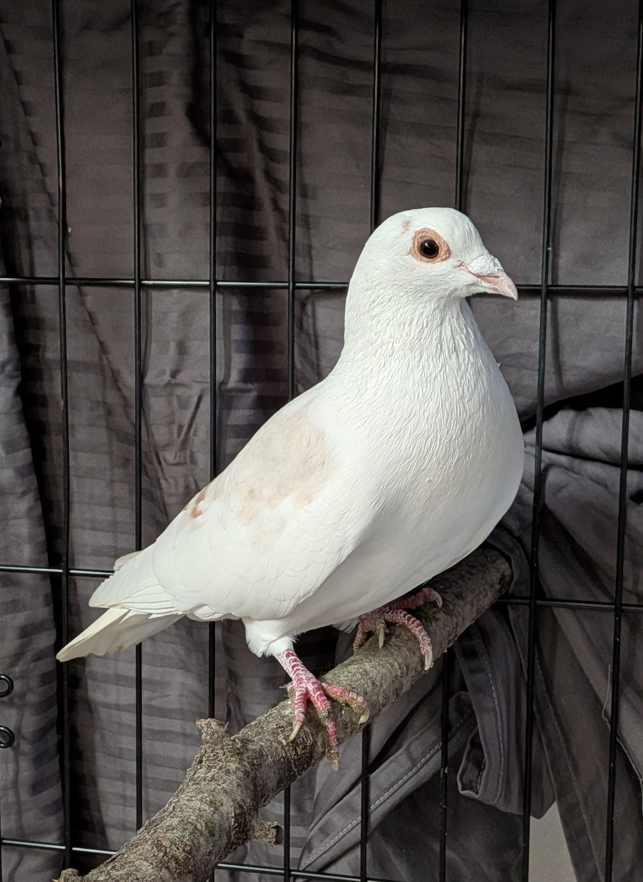 Elmore, Adopted, Adult Male Pigeon.