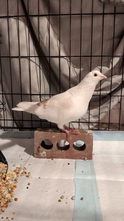 Enlarge Elmore, a Adopted Pigeon in Vernon Center, MN video 4/4