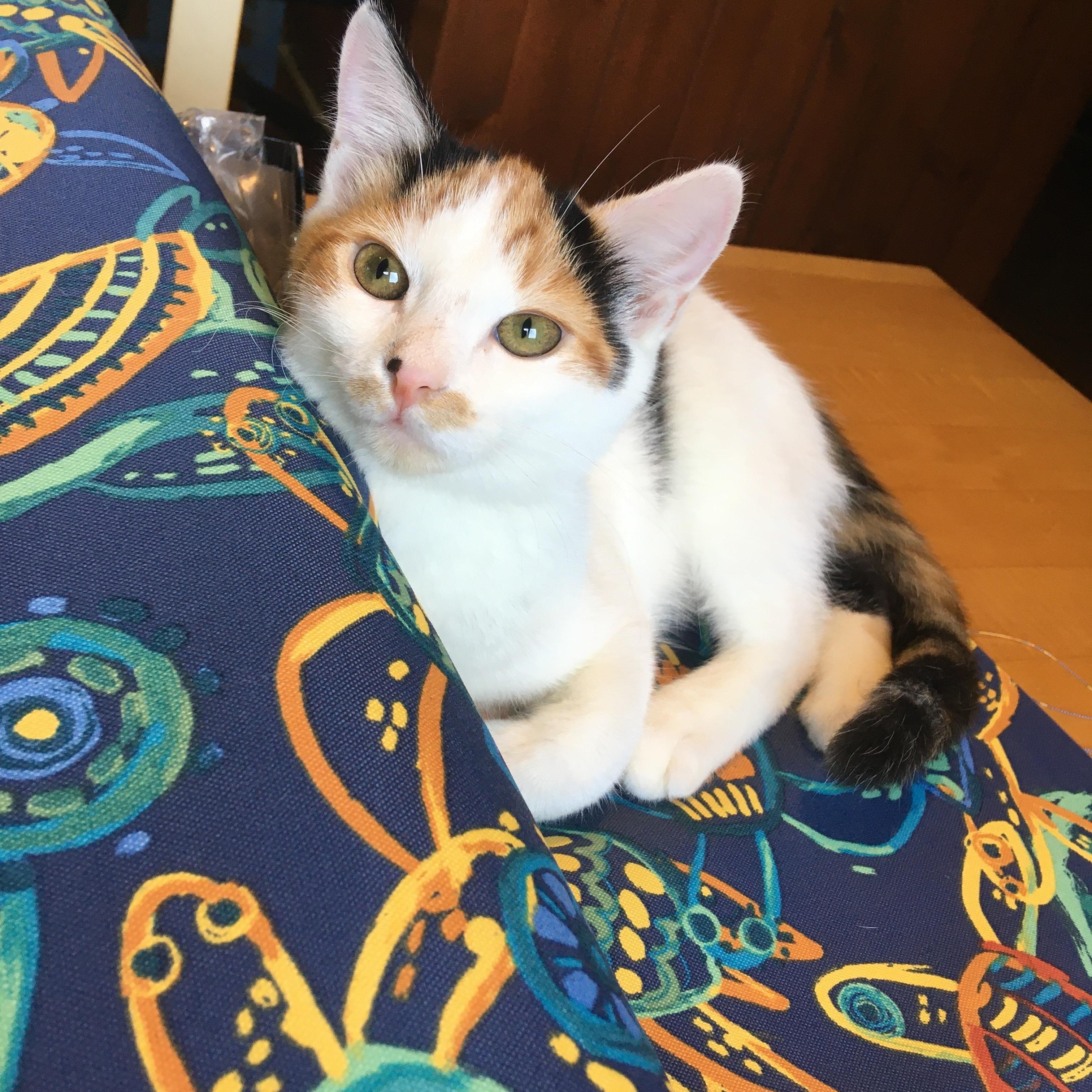 Toodles (bonded with sister Caramel)