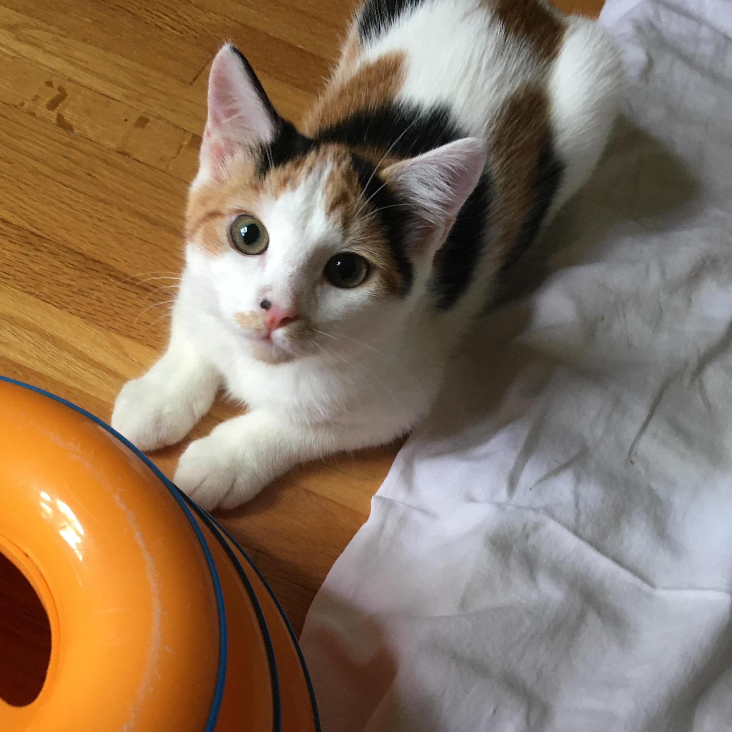 Toodles (bonded with sister Caramel)