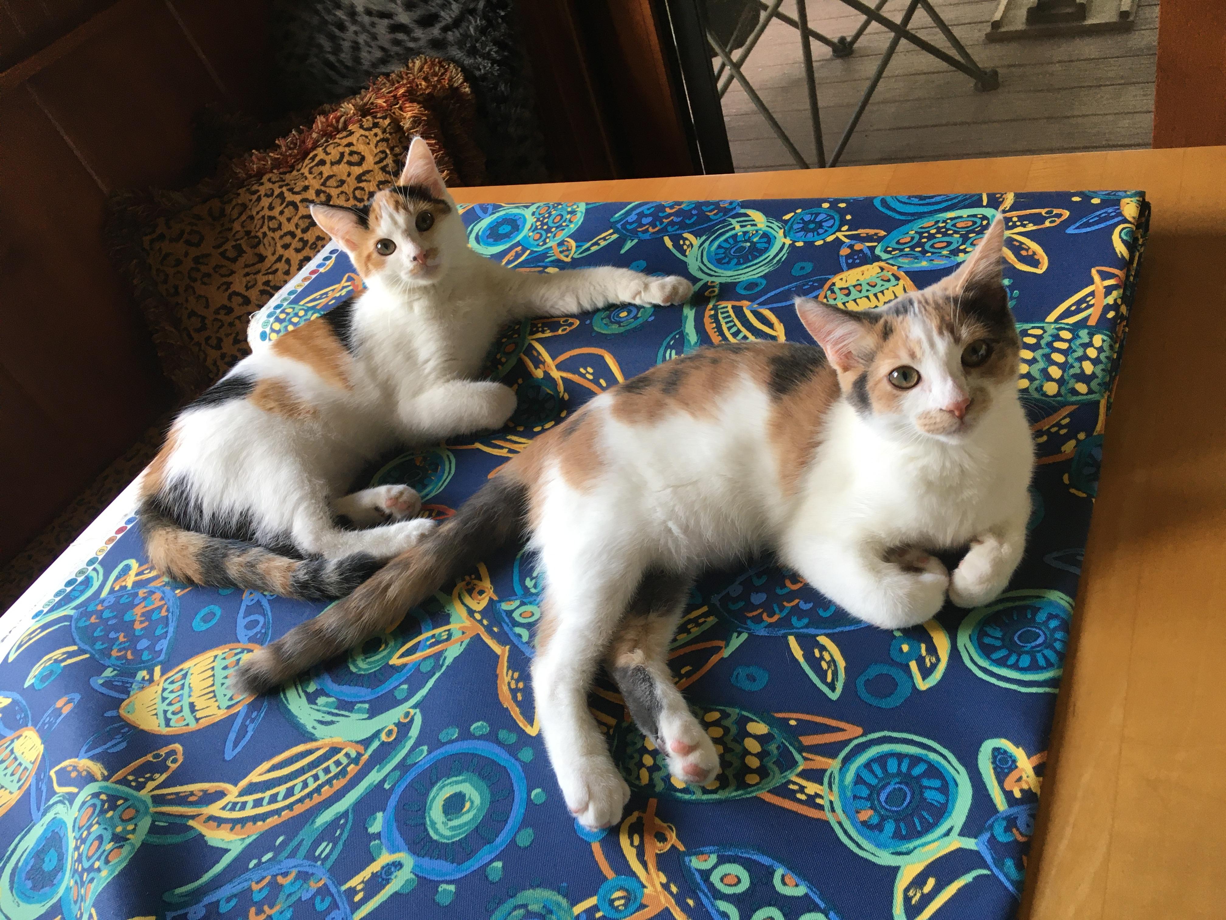 Toodles (bonded with sister Caramel)